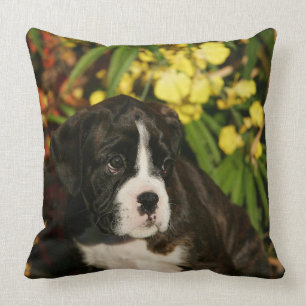 Boxer Puppies Cushion