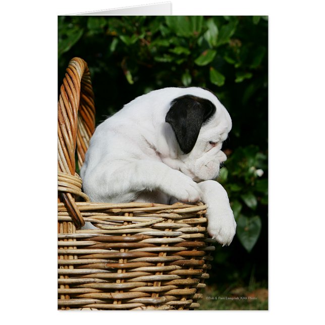 Boxer Puppies in Basket (Front)