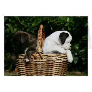 Boxer Puppies in Basket