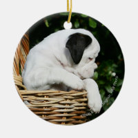 Boxer Puppies in Basket