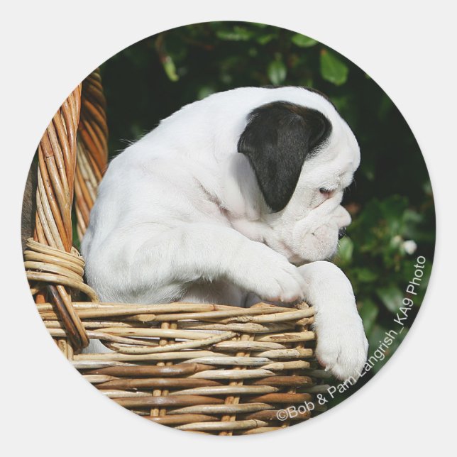 Boxer Puppies in Basket Classic Round Sticker (Front)