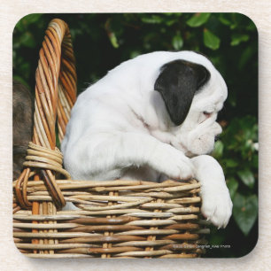 Boxer Puppies in Basket Coaster