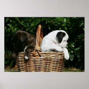 Boxer Puppies in Basket Poster