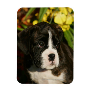 Boxer Puppies Magnet