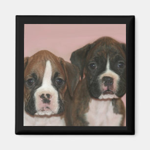 Boxer Puppies magnet