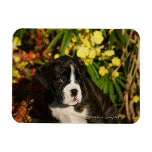 Boxer Puppies Magnet