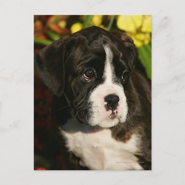 Boxer Puppies Postcard (Front)
