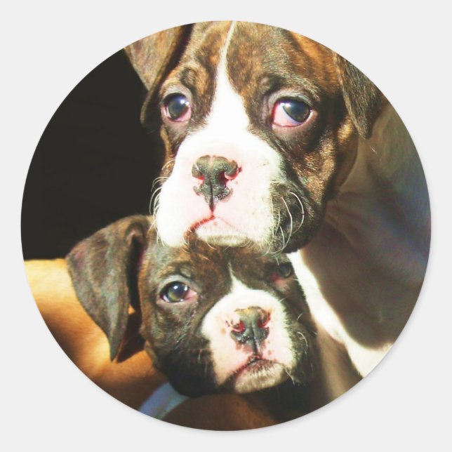 Boxer puppies stickers (Front)
