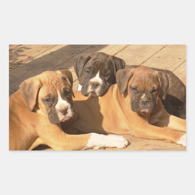 Boxer puppies stickers (Front)