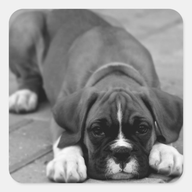 Boxer Puppy Dog Black And White Sticker / Seal (Front)