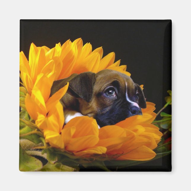Boxer puppy in Sunflower square magnet (Front)