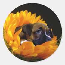 Boxer puppy in Sunflower stickers