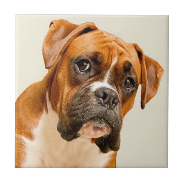 Boxer puppy on ivory cream backdrop. ceramic tile (Front)