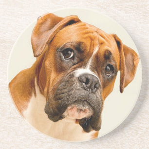 Boxer puppy on ivory cream backdrop. coaster