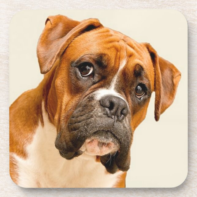 Boxer puppy on ivory cream backdrop. coaster (Front)