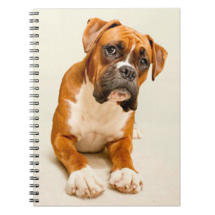Boxer puppy on ivory cream backdrop. notebook