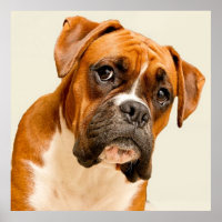 Boxer puppy on ivory cream backdrop.