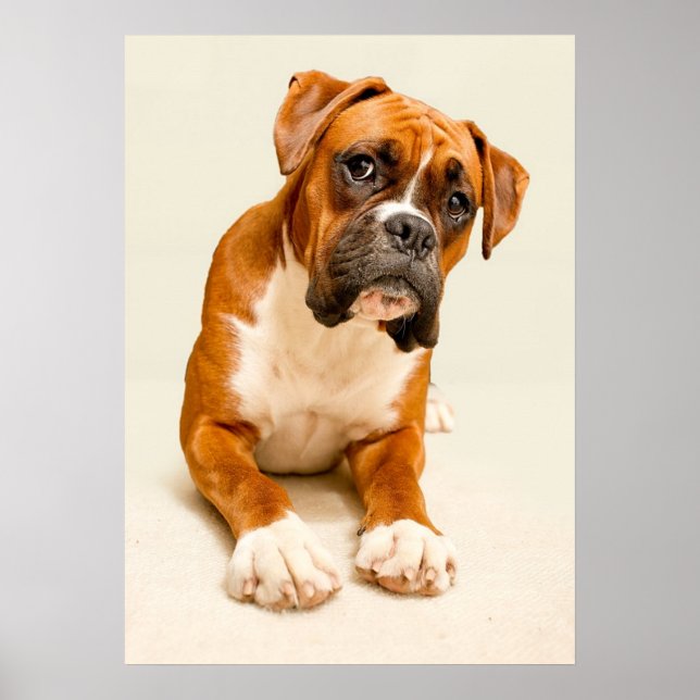 Boxer puppy on ivory cream backdrop. poster (Front)