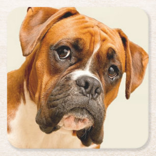 Boxer puppy on ivory cream backdrop. square paper coaster