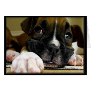 Boxer Puppy Postcard