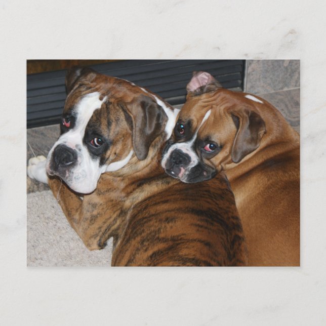 Boxer Puppy Postcard (Front)