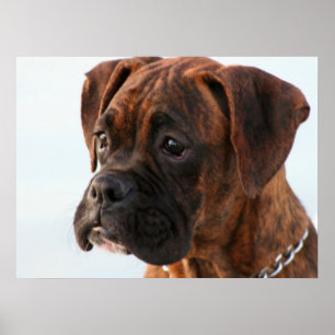 Boxer puppy poster