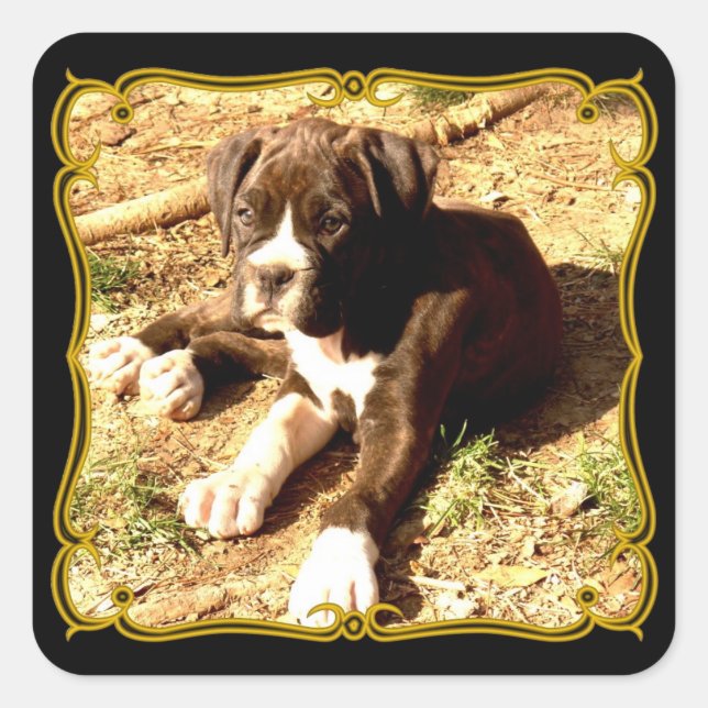 Boxer puppy stickers (Front)