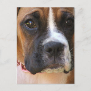 Boxer Rescue Postcard