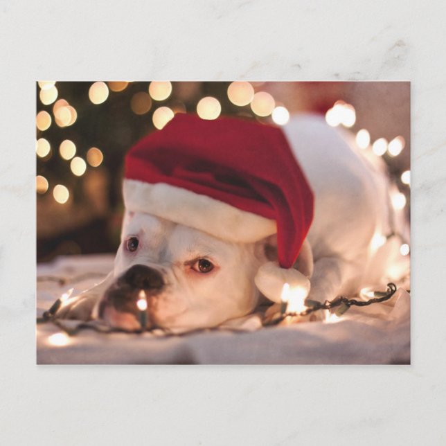 Boxer Santa Holiday Postcard (Front)