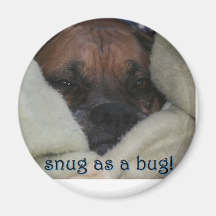 Boxer: Snug as a Bug Magnet