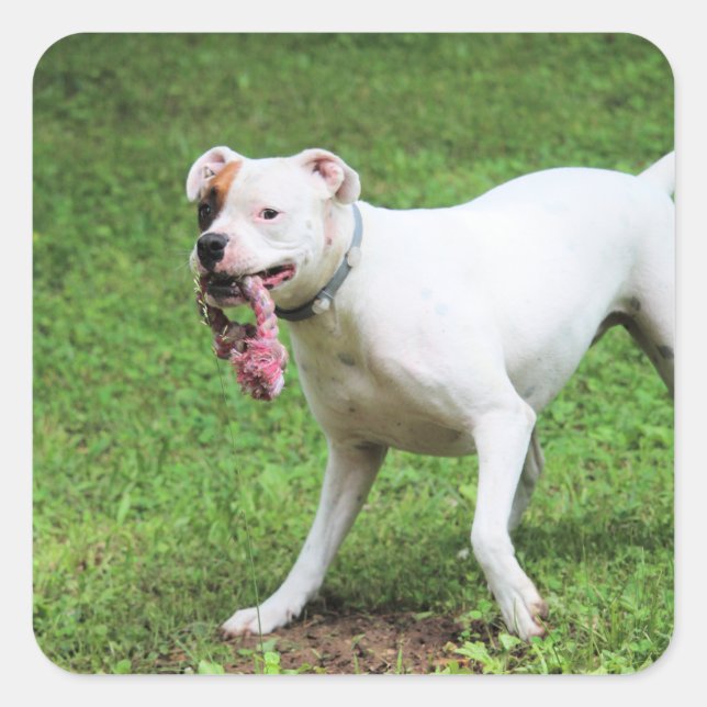 Boxer   square sticker (Front)