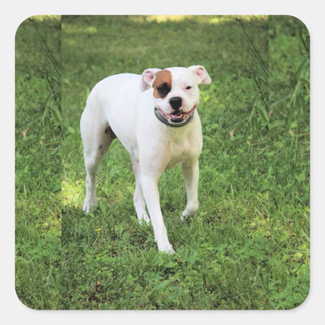 Boxer    square sticker (Front)