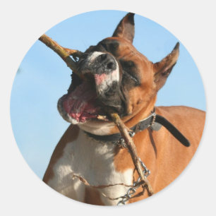 Boxer stickers