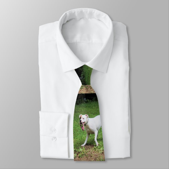 Boxer Tie (Tied)