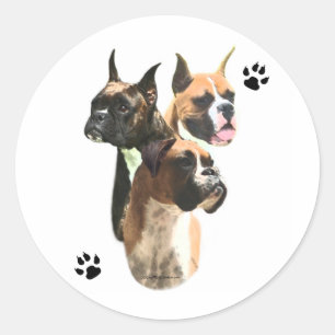 Boxer Trio - Sticker