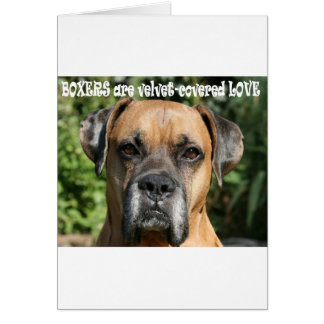 Boxer: Velvet-covered Love
