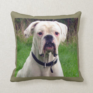 Boxer white cushion