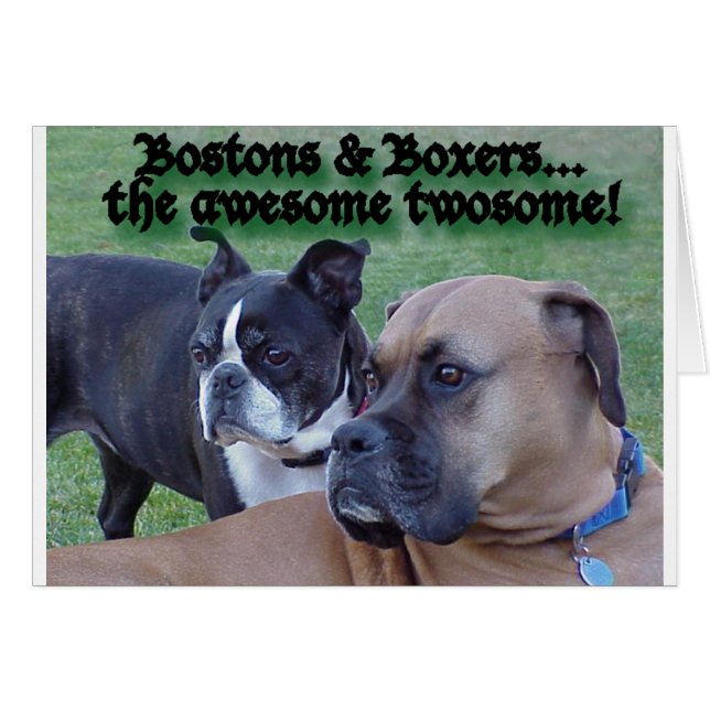 Boxers and Bostons (Front Horizontal)