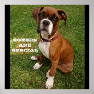 BOXERS ARE SPECIAL poster