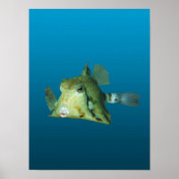 Boxfish Close-up! Gradient blue background |