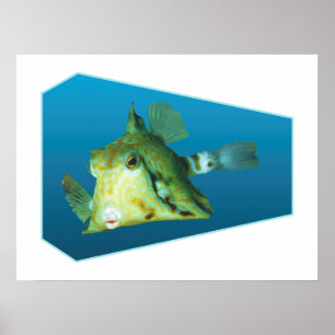 Boxfish - Design gradient blue background Poster