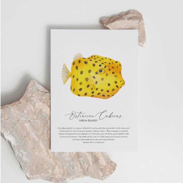 Boxfish Postcard (Creator Uploaded)