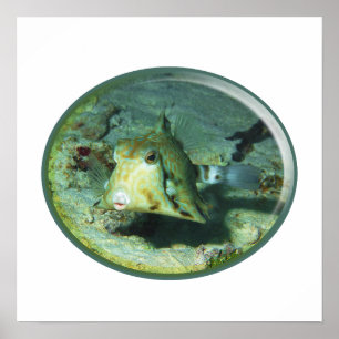 Boxfish - so Cute! Photograhic Design of Cowfish Poster