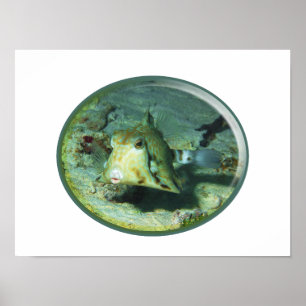Boxfish - so Cute! Photograhic Design of Cowfish Poster