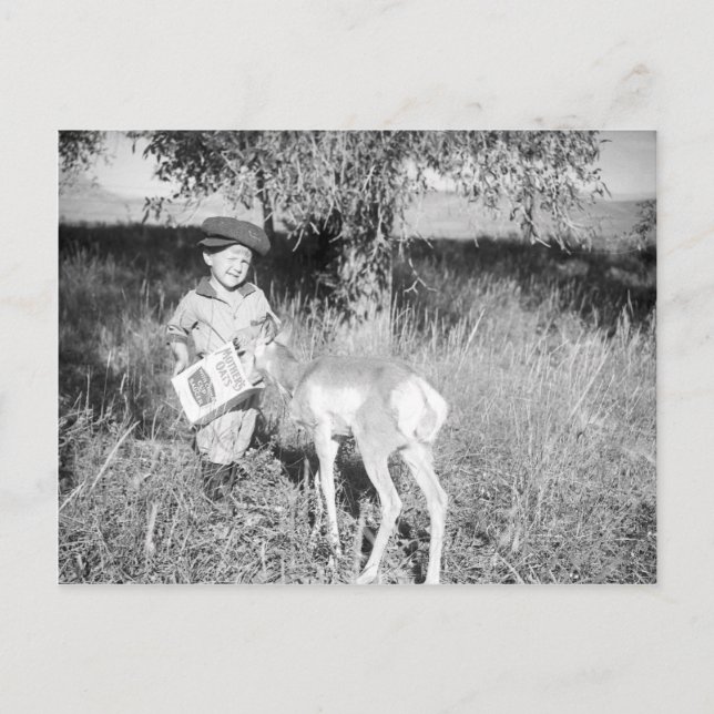 Boy feeding antelope by hand postcard (Front)