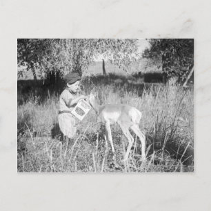 Boy feeding antelope postcard