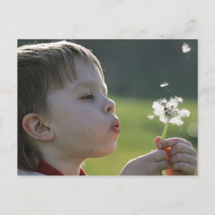Boy in dandelion meadow. postcard