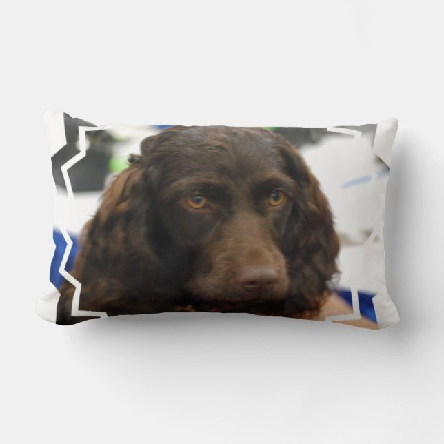 boykin-spaniel-2.jpg lumbar cushion (Front)