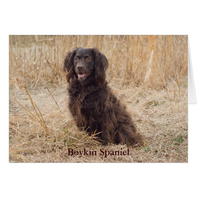 Boykin Spaniel Card (Front Horizontal)