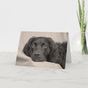 Boykin Spaniel Greeting Card